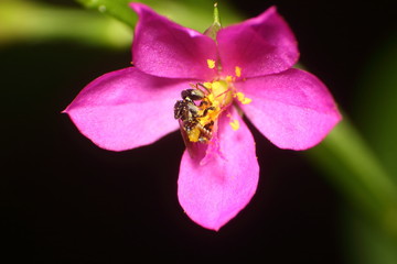 Small insect and bug