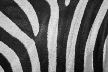 Real zebra stripes © eurobanks