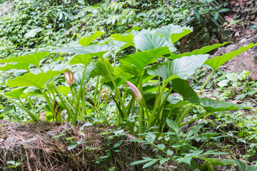 green herb in forest