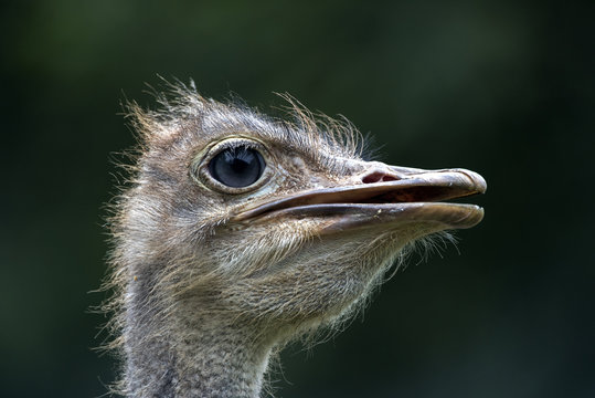 ostrich (struthio camelus)