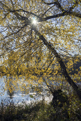 Obraz premium Осень. Дерево на берегу реки.