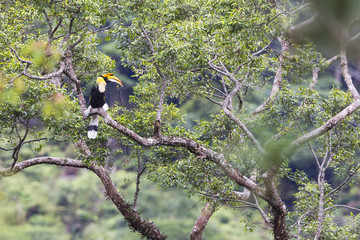 Great Hornbill.
A male Great Hornbill perch on tip of giant tree in the wild forest of Malaysia Peninsular.