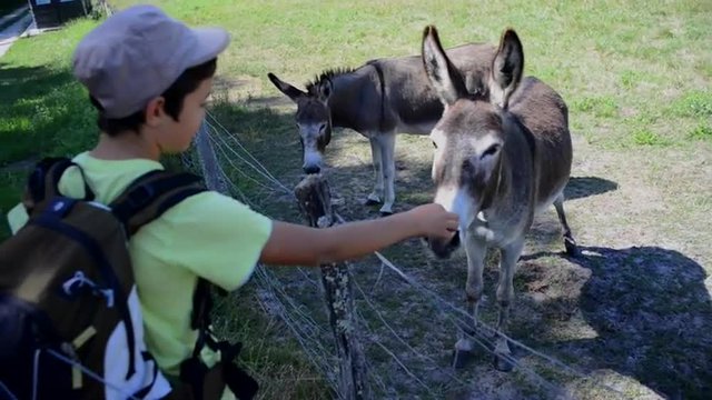 Young boy giving food for donkeys