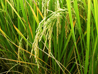 rice field