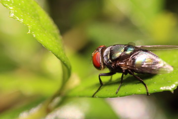 Naklejka premium Small insect and bug