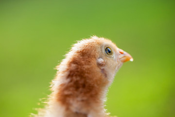 Baby Chick in the Grass