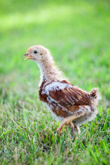 Baby Chick Walking