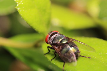 Small insect and bug
