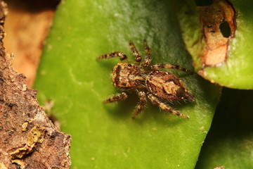 Jumping spider