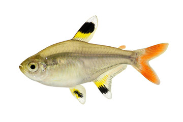 Fototapeta premium Golden pristella tetra Pristella maxillaris X-ray tetra fish isolated on white 