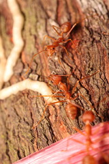 Small insect and bug