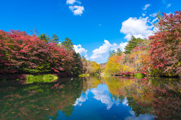軽井沢　雲場池の紅葉