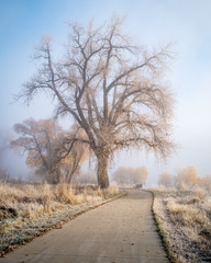 foggy morning on bike trail