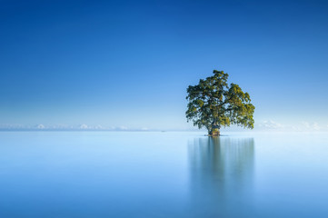 A single tree in a blue sky morning in the Lahad Datu beach, Sabah Borneo Malaysia