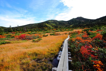 秋の八甲田　紅葉に染まる毛無岱湿原