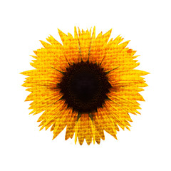 Beautiful sunflower isolated on a white background