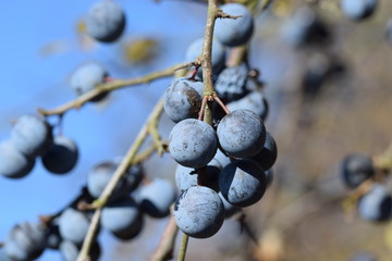 Sloes close-up blue background - Schlehen