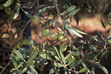 Fresh green olives on the olive tree closeup.