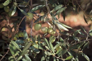 Printed kitchen splashbacks Olive tree Fresh green olives on the olive tree closeup.