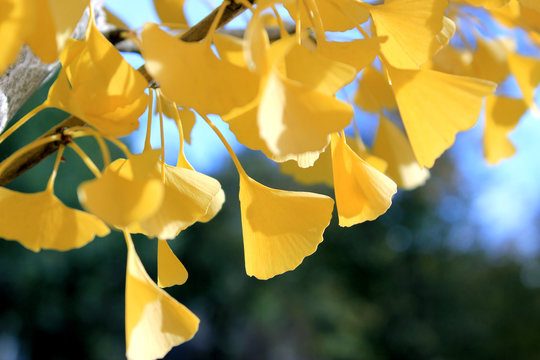 Fall ginkgo tree golden yellow leaves in sunlight