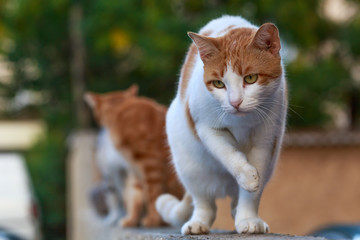 Attentive cat see dog on the street