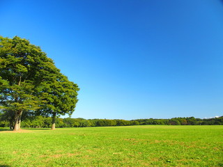 秋の水元公園の草原と立ち木風景