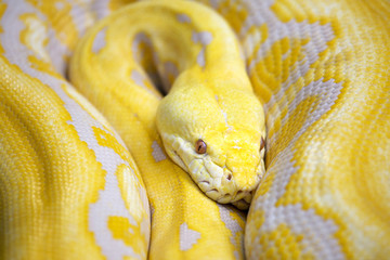 Naklejka premium giant yellow snake serpent Golden Python
