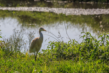 Fototapeta premium Cattle egret walking on the green grass.