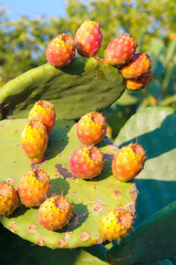 Fichi d' India