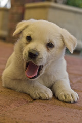 Very Young Alpine Dingo Puppy Yawning