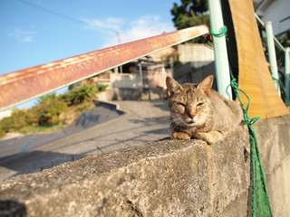 街角の猫