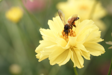 bee swarm flower ( vintage style )