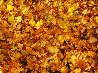 Autumn Maple Leaves Background