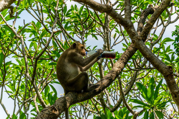 monkey drink a soft drink in summer time