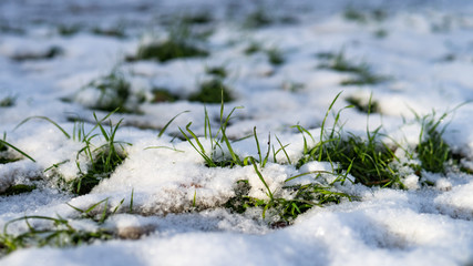 Grass grows through the snow