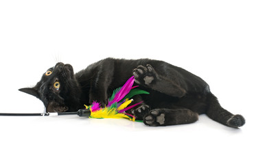 young black kitten