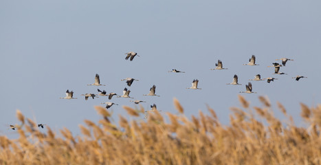 Flock of cranes