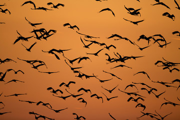 Flock of birds on the sky