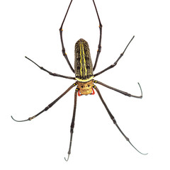 House spider