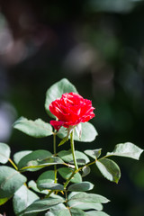 beautiful flower in garden