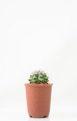 The Cactus on white background