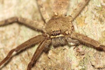Jumping spider