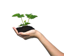 Fototapeta na wymiar Hand holding a green young plant isolated on white background