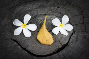 Fototapeta na wymiar white flower on nature wood backround, Smile face.
