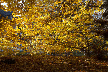 A low perspective on fallen leafs and some still on the branches. A colorful autumn scene