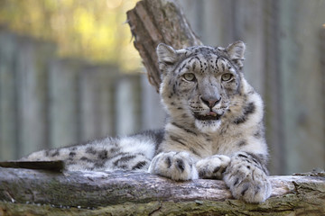 resting snow leopard, Uncia uncia, portrait.