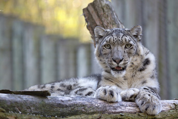 Fototapeta premium resting snow leopard, Uncia uncia, portrait.