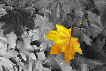 Yellow maple leaf amongst black and white autumn leaves