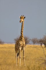 Giraffe, Giraffa camelopardalis, in Etosha National Park, Namibi
