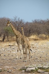 Giraffe, Giraffa camelopardalis, in Etosha National Park, Namibia